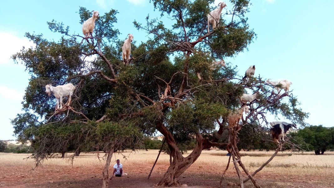 Cabras en los árboles de Argán en Marruecos